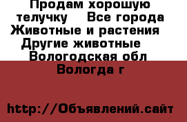 Продам хорошую телучку. - Все города Животные и растения » Другие животные   . Вологодская обл.,Вологда г.